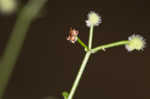 Hairy bedstraw